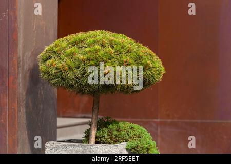 Decorative fir tree in square concrete pot. Gardening and Landscaping Industry. Stock Photo