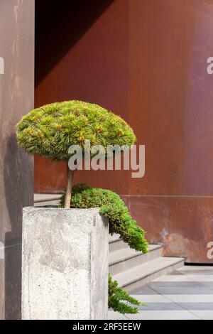 Decorative spruce tree in concrete pot. Gardening and Landscaping Industry. Stock Photo