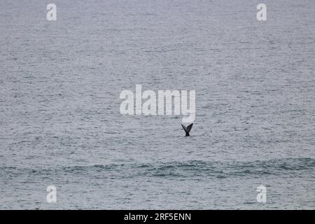 Southern Right Whale Tail Breach In Open Ocean (Eubalaena australis) Stock Photo
