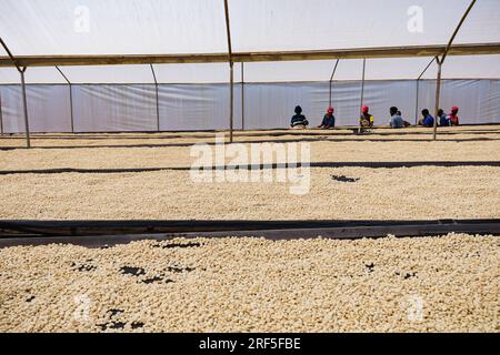 coffee dryer greenhouse solar dryer Structure for drying the coffee beans in Kenya Solar dryers were designed to provide efficient drying even in hazy Stock Photo