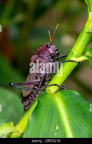 Purple Lubber Grasshopper (Taeniopoda reticulata), Tortuguero, Costa Rica Stock Photo