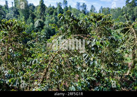 Coffee Trees plantation in Ruiru, Kiambu County, Kenya is a beverage prepared from roasted coffee beans. Darkly colored, bitter, and slightly acidic, Stock Photo