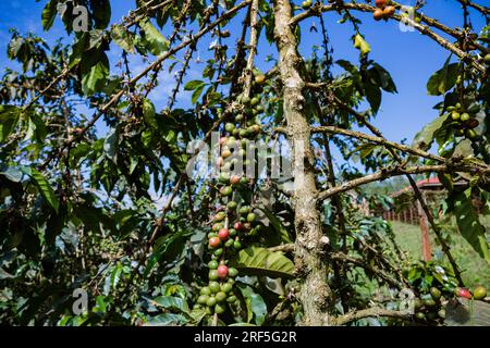 Coffee Trees plantation in Ruiru, Kiambu County, Kenya is a beverage prepared from roasted coffee beans. Darkly colored, bitter, and slightly acidic, Stock Photo