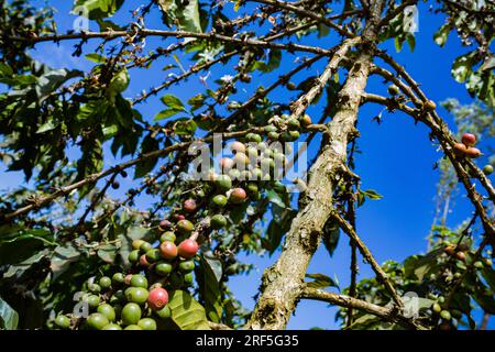 Coffee Trees plantation in Ruiru, Kiambu County, Kenya is a beverage prepared from roasted coffee beans. Darkly colored, bitter, and slightly acidic, Stock Photo