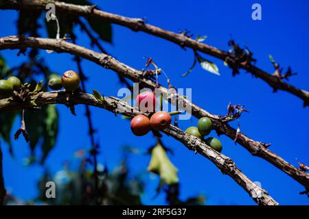 Coffee Trees plantation in Ruiru, Kiambu County, Kenya is a beverage prepared from roasted coffee beans. Darkly colored, bitter, and slightly acidic, Stock Photo