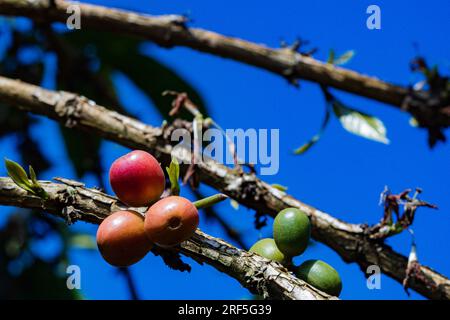 Coffee Trees plantation in Ruiru, Kiambu County, Kenya is a beverage prepared from roasted coffee beans. Darkly colored, bitter, and slightly acidic, Stock Photo