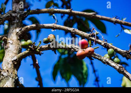 Coffee Trees plantation in Ruiru, Kiambu County, Kenya is a beverage prepared from roasted coffee beans. Darkly colored, bitter, and slightly acidic, Stock Photo