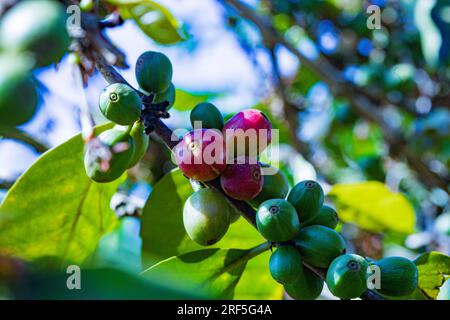 Coffee Trees plantation in Ruiru, Kiambu County, Kenya is a beverage prepared from roasted coffee beans. Darkly colored, bitter, and slightly acidic, Stock Photo