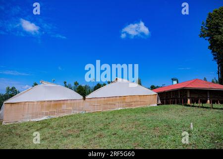 coffee dryer greenhouse solar dryer Structure for drying the coffee beans in Kenya Solar dryers were designed to provide efficient drying even in hazy Stock Photo