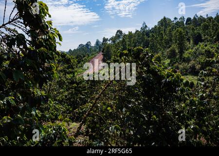 Coffee Trees plantation in Ruiru, Kiambu County, Kenya is a beverage prepared from roasted coffee beans. Darkly colored, bitter, and slightly acidic, Stock Photo