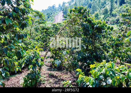 Coffee Trees plantation in Ruiru, Kiambu County, Kenya is a beverage prepared from roasted coffee beans. Darkly colored, bitter, and slightly acidic, Stock Photo