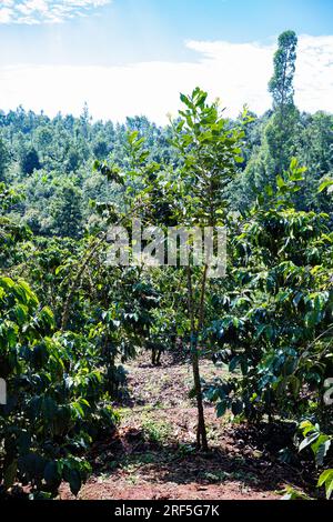 Coffee Trees plantation in Ruiru, Kiambu County, Kenya is a beverage prepared from roasted coffee beans. Darkly colored, bitter, and slightly acidic, Stock Photo