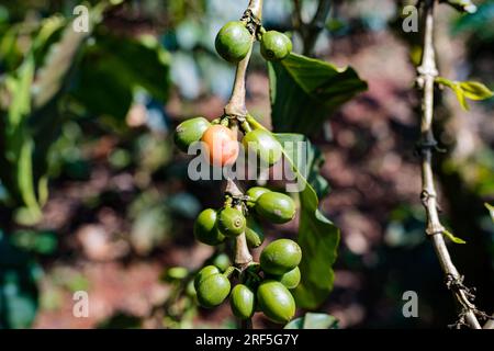 Coffee Trees plantation in Ruiru, Kiambu County, Kenya is a beverage prepared from roasted coffee beans. Darkly colored, bitter, and slightly acidic, Stock Photo