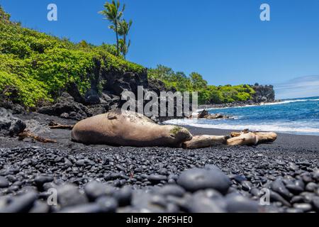 This Hawaiian monk seal, Neomonachus schauinslandi, (endemic and endangered) was photographed on the black sand beach at Wainapanapa State Park, Maui, Stock Photo