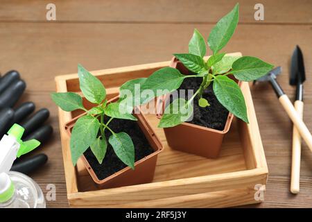 Seedlings growing in plastic containers with soil on wooden table, above view Stock Photo