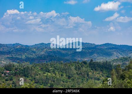 Coffee Trees plantation in Ruiru, Kiambu County, Kenya is a beverage prepared from roasted coffee beans. Darkly colored, bitter, and slightly acidic, Stock Photo