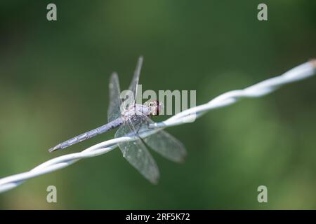 Large dragon fly sitting on wire fence Stock Photo