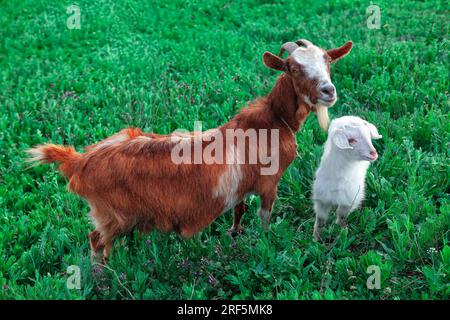 Goat and little lamb on a green meadow. Farm animals mother and baby Stock Photo