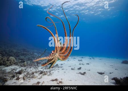 The day octopus, Octopus cyanea, is also known as the big blue octopus. It occurs in both the Pacific and Indian Oceans, from Hawaii to the eastern co Stock Photo