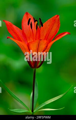 A vertical image of a brightly colored wood lily (Lilium philadelphicum); growing wild in a rural area in Alberta Canada Stock Photo