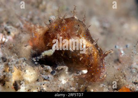 Lined Sea Hare, Stylocheilus striatus, Scuba Seraya House Reef dive site, Seraya, Karangasem, Bali, Indonesia Stock Photo