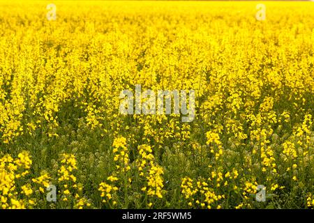 yellow blooming rapeseed in an agricultural field, farming as an activity and business, high quality selection of rapeseed varieties to obtain the lar Stock Photo