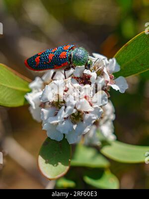 Stigmodera roei hi-res stock photography and images - Alamy