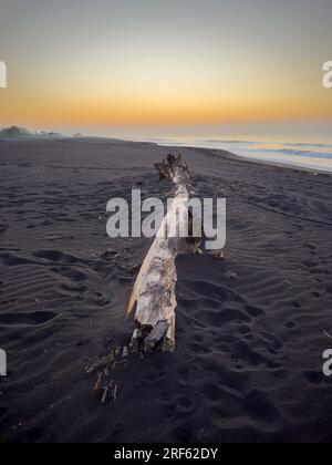 Driftwood at dawn on the black sand beach of Port Of San Jose in Guatemala Stock Photo