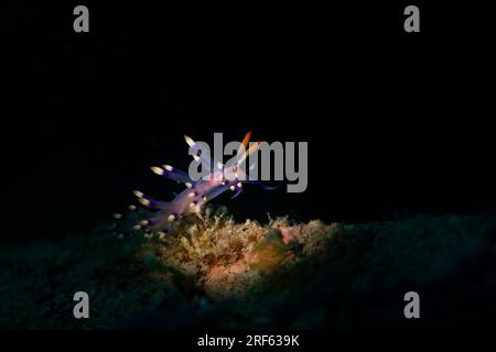 A flabellina exoptata nudibranch perched on a coral reef in searh of food Stock Photo