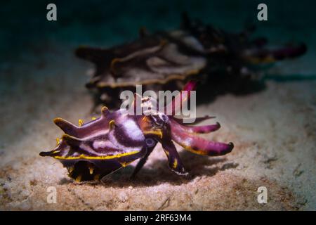 2 bright coloured flamboyant cuttlefish moving in tandem on sandy seabed Stock Photo