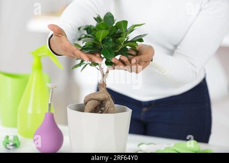 winterjasmin bonsai Flowering Winter Jasmine Bonsai Tree