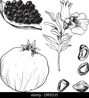 Pomegranates vector botanical illustration set with juicy ripe, whole and cut pomegranate with seeds, flowers branches Stock Vector