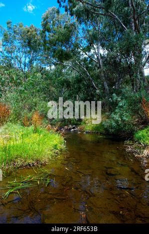 This quiet creek runs along below the exposed basalt columns, called The Organ Pipes. The Organ Pipes National Park is in Victoria, Australia. Stock Photo
