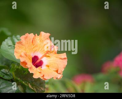 Beautiful orange yellow Hibiscus flower blooming in summer garden. Closeup. Stock Photo