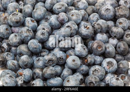 Blue background with sweet blueberries of different sizes. Photo in high quality. Banner. Texture. Horizontal. Stock Photo