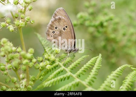 Butterfly, ringlet (Aphantopus hyperantus), butterfly, insect, fern, brown, wings, macro, close-up of brown forest bird sitting on the green leaves Stock Photo