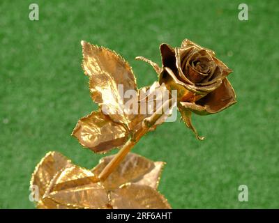 Rose gold plated, gold rose Stock Photo