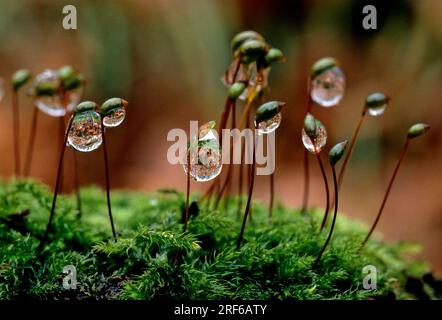 Water droplets on moss (Bryophyta) Stock Photo