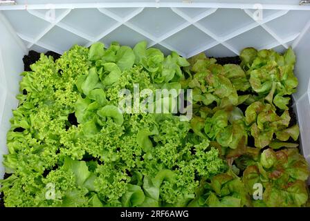 Lettuce plants in a cold frame, lettuce, head lettuce (Lactuca sativa var. capitata) green lettuce Stock Photo