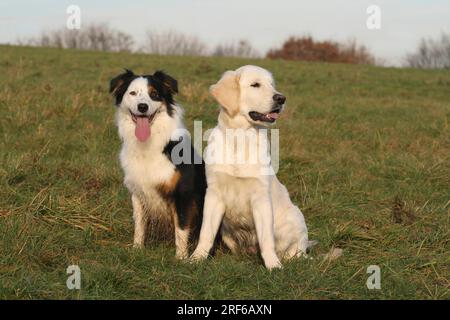 Australian Shepherd and Golden Retriever young dog sitting next to each other in meadow Stock Photo