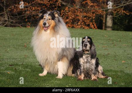 Collie (blue merle) and Cocker Spaniel (blue grey) sitting side by side in a meadow Collie (blue merle) Collie Rough (156) (Longhaired Scottish Stock Photo