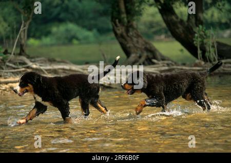 2 two Bernese Mountain Dog puppies, male in water, FCI, Standard No. 45 Stock Photo