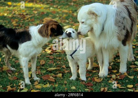 Kromfohrlaender + Australian Shepherd welcome Golden Retriever, puppy Stock Photo