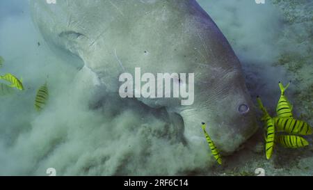 Red Sea, Egypt. 17th June, 2023. Top view of Dugong or Sea Cow (Dugong dugon) accompanied by school of Golden trevally fish (Gnathanodon speciosus) feeding Smooth ribbon seagrass, Red sea, Egypt (Credit Image: © Andrey Nekrasov/ZUMA Press Wire) EDITORIAL USAGE ONLY! Not for Commercial USAGE! Stock Photo