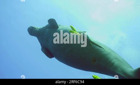 Red Sea, Egypt. 17th June, 2023. Sea Cow or Dugong (Dugong dugon) with Remorafish on its belly swims up to surface in blue water, school of Golden Trevally fish (Gnathanodon speciosus) accompany it, Bottom view, Red sea, Egypt (Credit Image: © Andrey Nekrasov/ZUMA Press Wire) EDITORIAL USAGE ONLY! Not for Commercial USAGE! Stock Photo