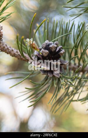 Bog pine (Pinus mugo subsp. rotundata), cone in close-up, Black Forest, Baden-Wuerttemberg, Germany Stock Photo