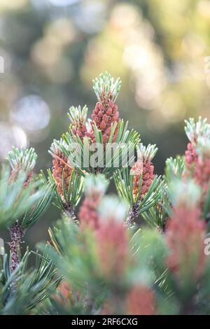 Bog pine (Pinus mugo subsp. rotundata), young cones on branch, Baden-Wuerttemberg, Germany Stock Photo
