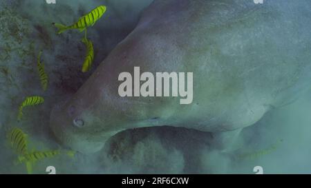 Red Sea, Egypt. 17th June, 2023. Top view of Dugong or Sea Cow (Dugong dugon) accompanied by school of Golden trevally fish (Gnathanodon speciosus) feeding Smooth ribbon seagrass, Red sea, Egypt (Credit Image: © Andrey Nekrasov/ZUMA Press Wire) EDITORIAL USAGE ONLY! Not for Commercial USAGE! Stock Photo