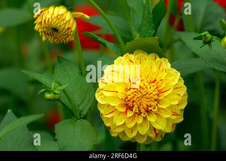 Dahlia (Dahlia) 'Fanny Face' Stock Photo