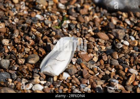 Cuttlefish on a pebble beach at Worthing, West Sussex, UK Stock Photo